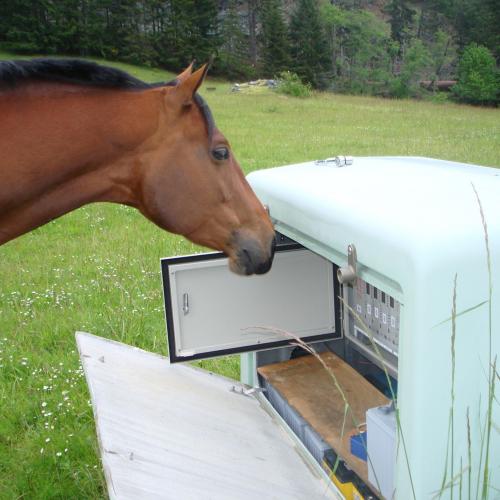 Anyone can fix a strain meter! A very friendly horses checks out a strain meter in Washington (No threat to the strain meter)