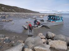 Access to SALMON station SALA in western Cook Inlet, showing challenging conditions. At high tide, all the rocks in view are underwater. Here a three-wheeler pulling a trailer is being driven onto the boat at a falling tide. Note the typical bluffs in the background; these bluffs posed challenging access to sites on top.(Credit C.Tape)